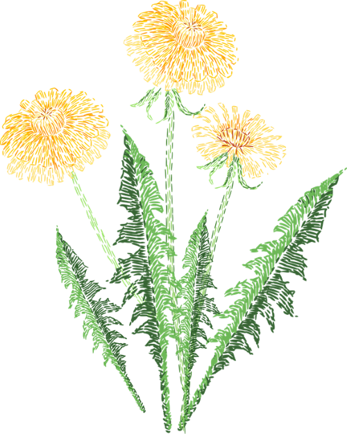 compasspoint dandelion