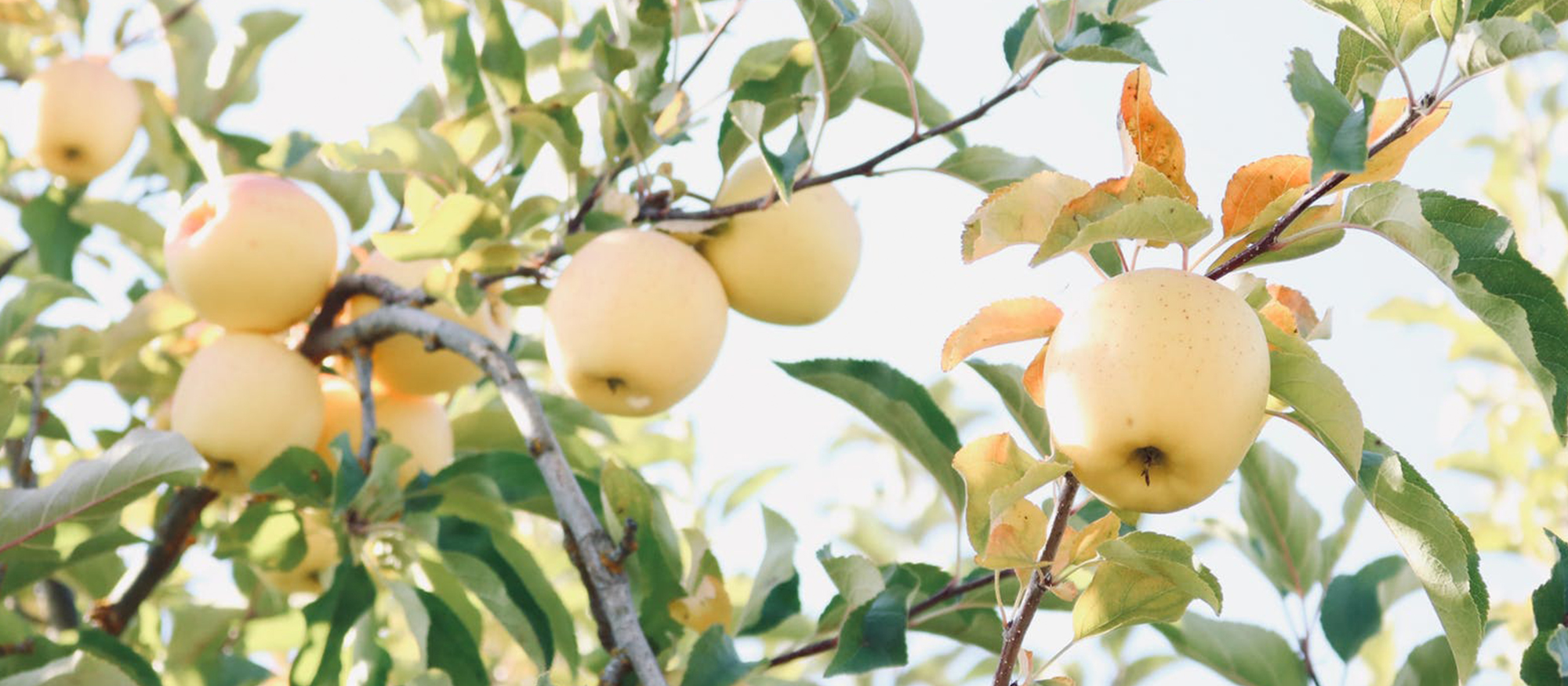 Fruit Tree